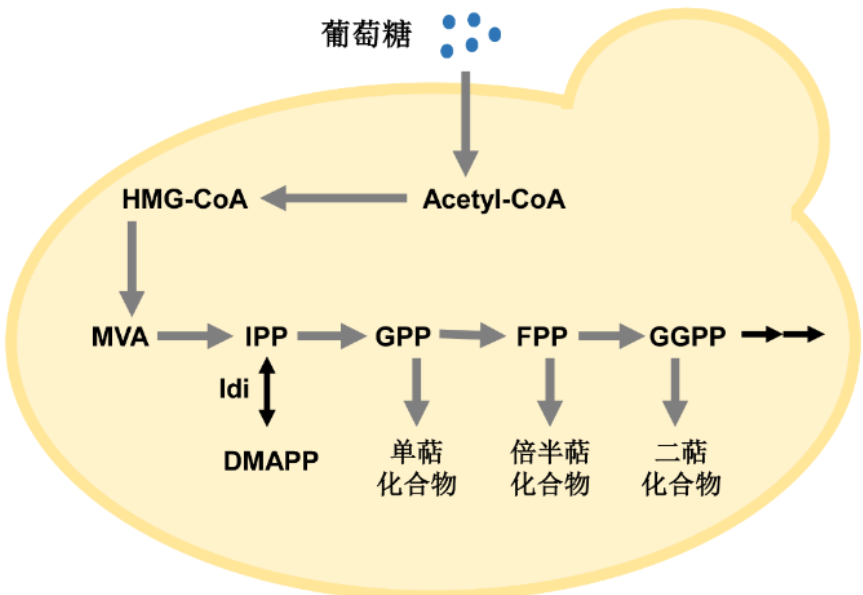 酿酒酵母中萜类化合物合成通路.png