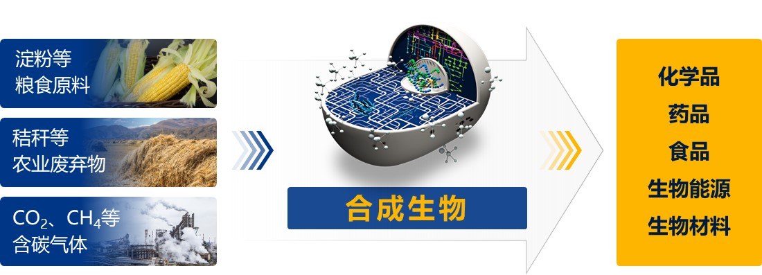 合成生物制造示意图.jpg